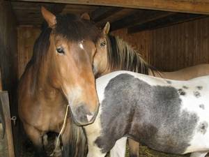 Tierheilpraxis Erfahrungen Pferde