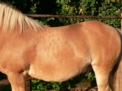 Pferdeerfahrungen tierheilpraxis