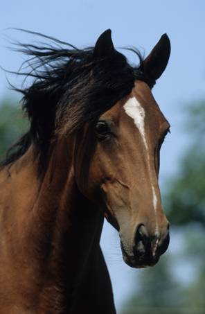 Erfahrungen mit Pferden tierheilpraxis
