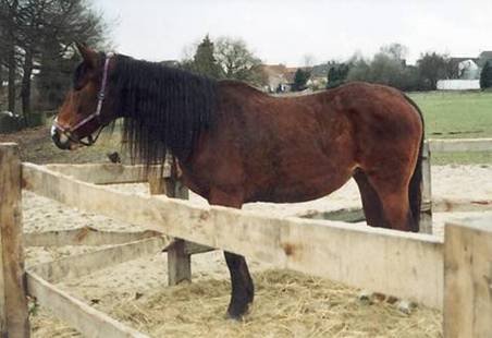 Tierheilpraxis Erfahrungen mit Pferden