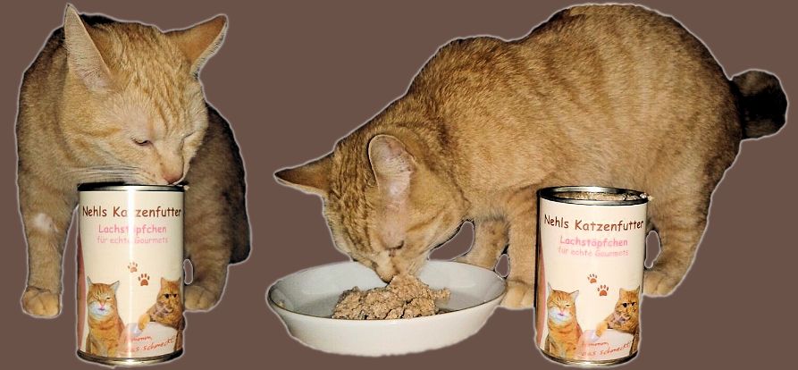 Katzenfutter, Katzen füttern, Katzenfütterung