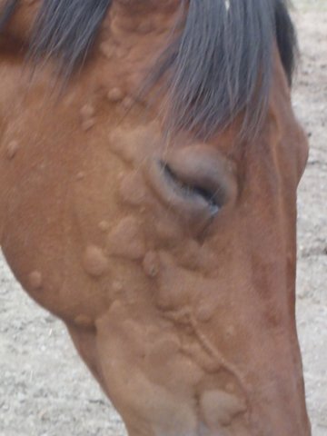 Allergie-Headshaking-Photosensibilität Pferd