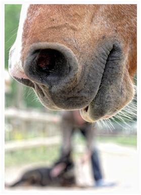Pferdehusten, chronische obstruktive allergische Bronchitis bei Pferden, Husten bei Pferden, Heustauballergie, Asthma bei Pferden, Dämpfigkeit bei Pferden