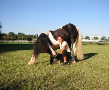 Tierheilpraxis Erfahrungen Pferde