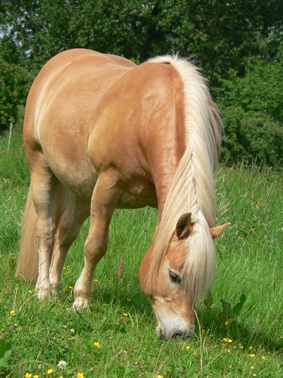 Pferdeerfahrungen tierheilpraxis